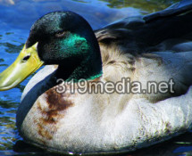 Rogue River Mallard Duck