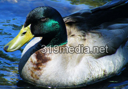 Rogue River Mallard Duck