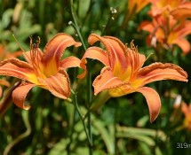 summer orange lillies