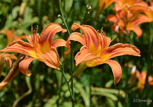 summer orange lillies